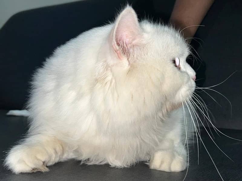 triple coated fur persian white cat 0