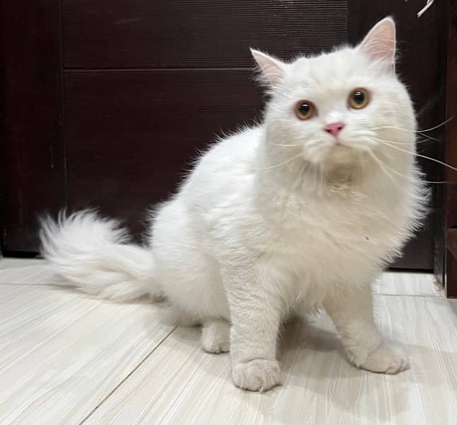 triple coated fur persian white cat 2