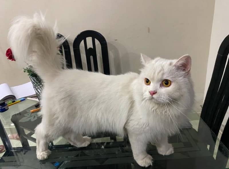 triple coated fur persian white cat 3