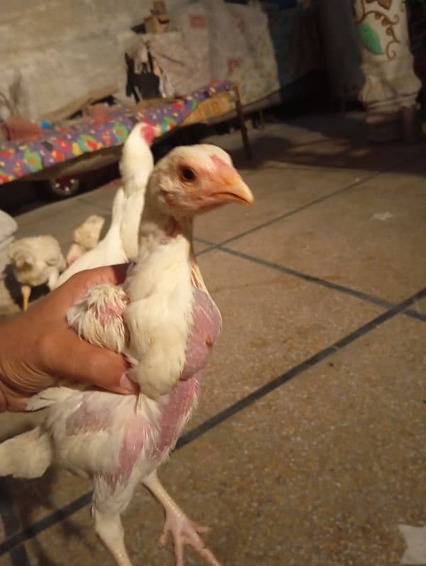 top heera breed chicks 1