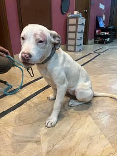 American Bully