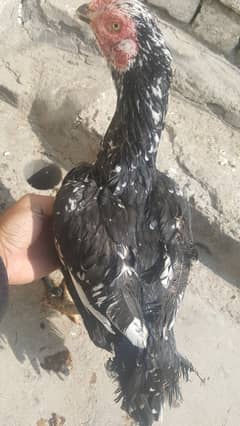 black cheni asel female. .