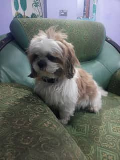 shihtzu male puppy