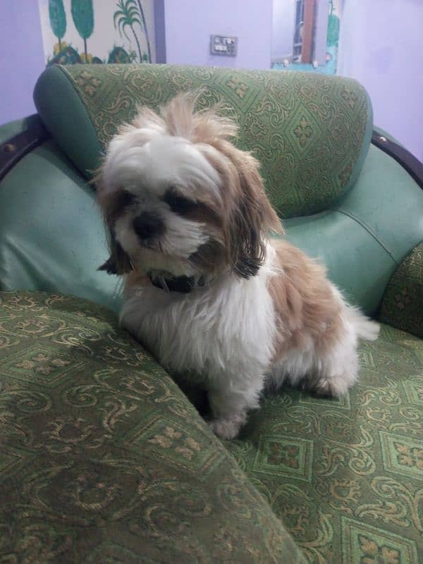 shihtzu male puppy 0