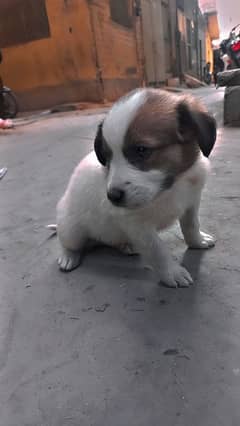 labrador puppies available for sale