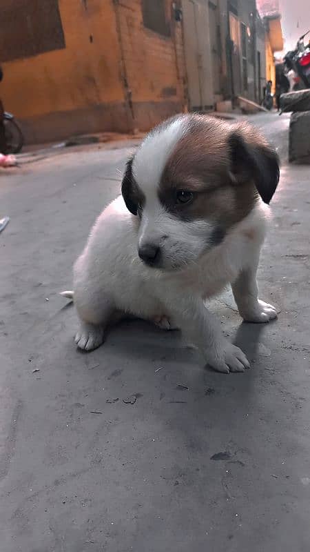 labrador puppies available for sale 0