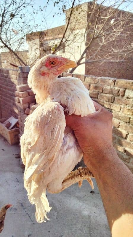 Aseel minawali white broody hen 1