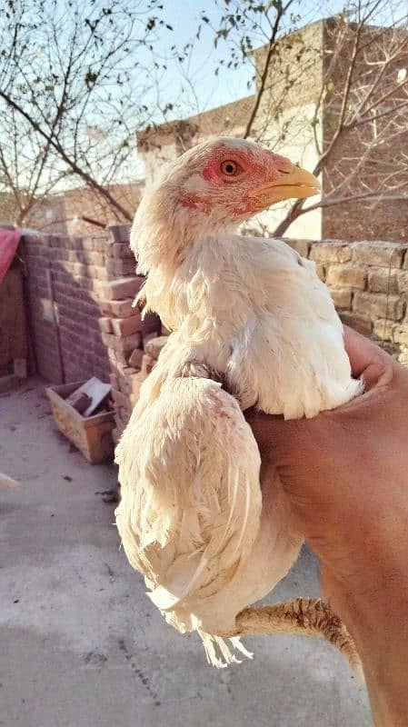 Aseel minawali white broody hen 2