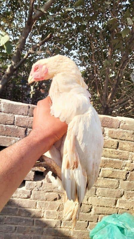 Aseel minawali white broody hen 7