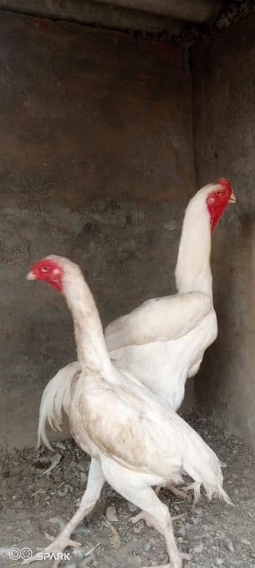 White Shamo Pair/Aseel Shamo chicks /king size/ pure /high quality hen 5