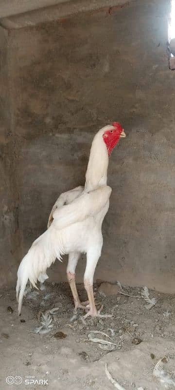 White Shamo Pair/Aseel Shamo chicks /king size/ pure /high quality hen 6