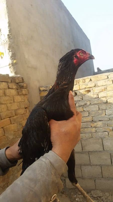 Aseel Mianwali Murgi Laying Eggs, Age 12 months,,, 0322,,9960,,047 2