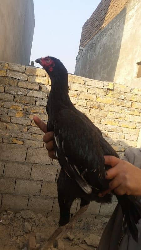 Aseel Mianwali Murgi Laying Eggs, Age 12 months,,, 0322,,9960,,047 4