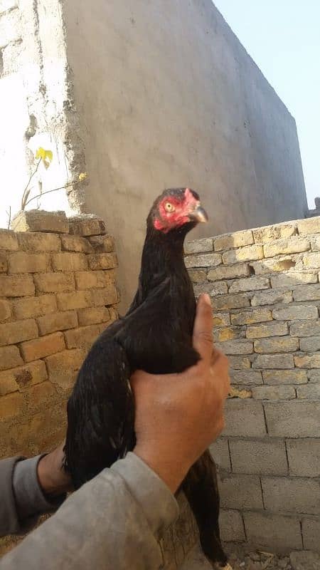 Aseel Mianwali Murgi Laying Eggs, Age 12 months,,, 0322,,9960,,047 6