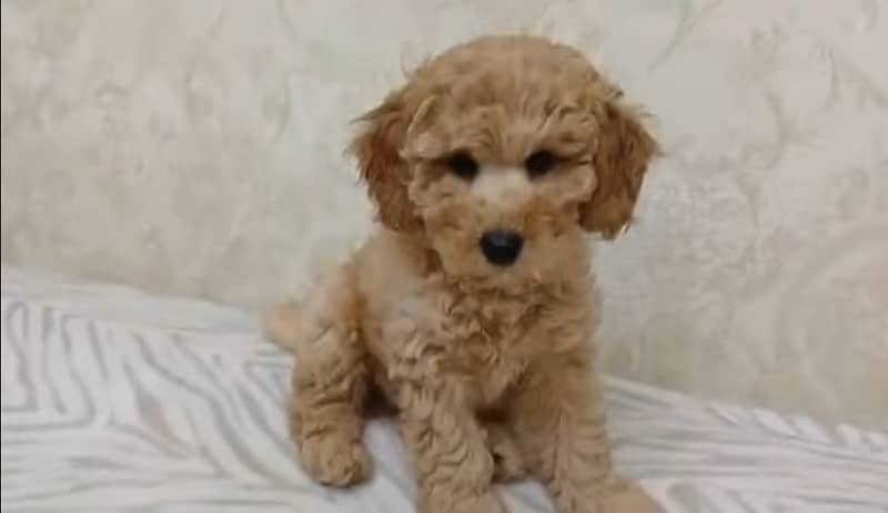 Poodle puppies available and will be imported in one week 1