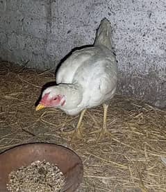 heera aseel hens for sale