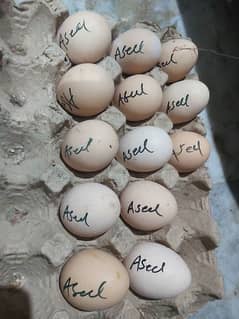 Aseel  fertile  eggs  available  for chicks