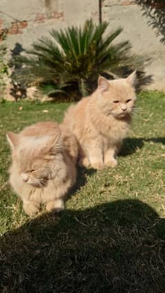 Persian Kittens Male and Female