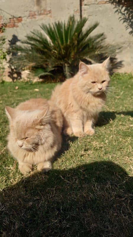 Persian Kittens Male and Female 0