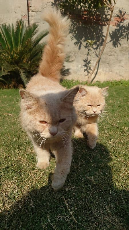 Persian Kittens Male and Female 1