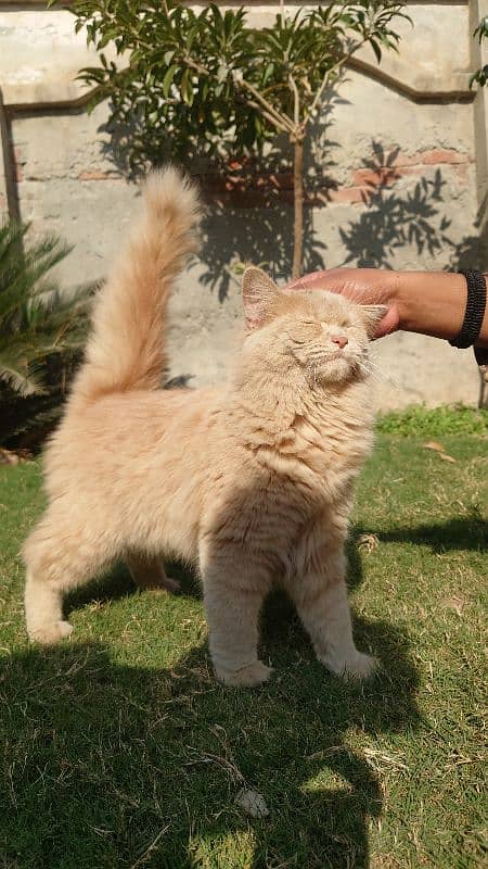 Persian Kittens Male and Female 4