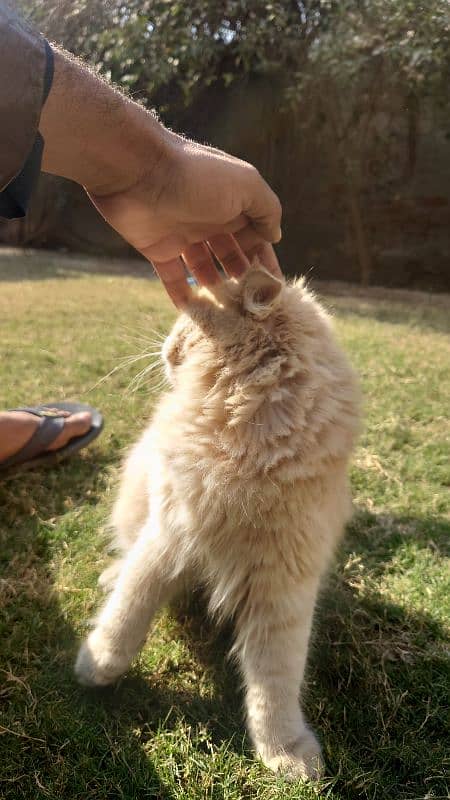 Persian Kittens Male and Female 6