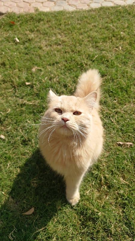 Persian Kittens Male and Female 14