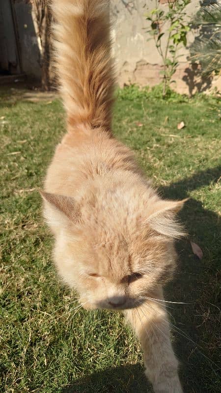 Persian Kittens Male and Female 15