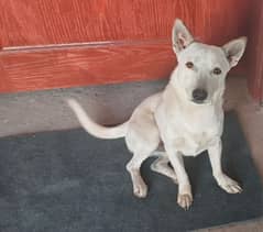 German White Shepherd American Breed for sale