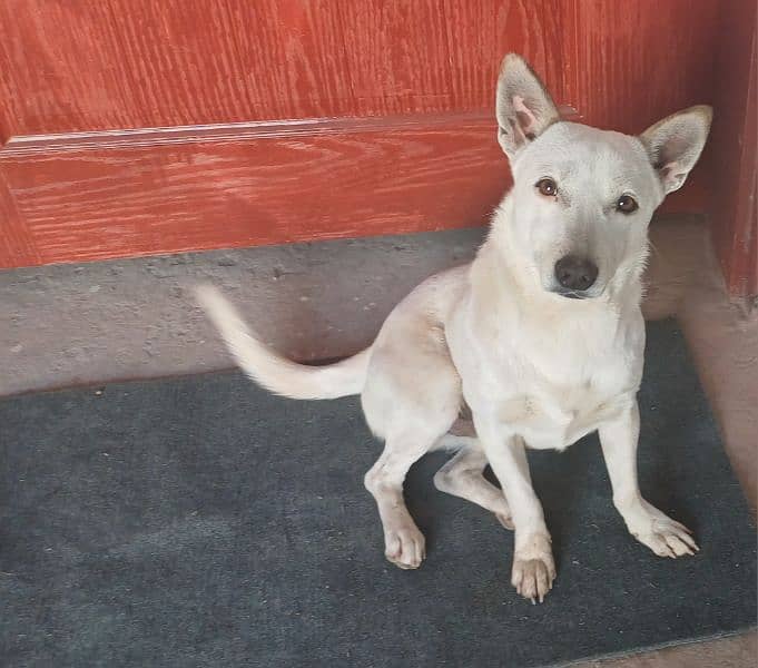 German White Shepherd American Breed for sale 0