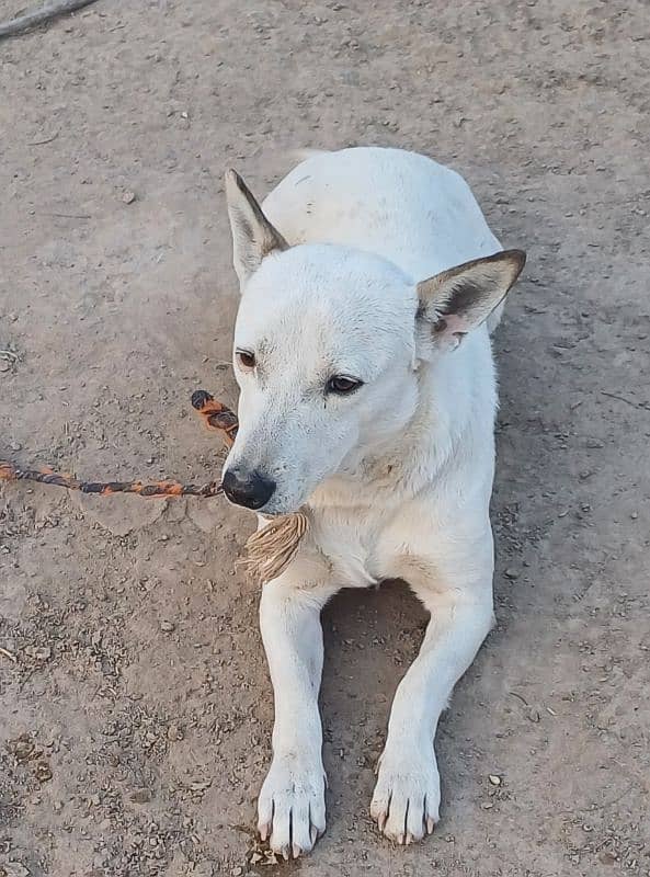 German White Shepherd American Breed for sale 3