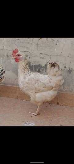 egg laying golden misri purely home raised beautiful