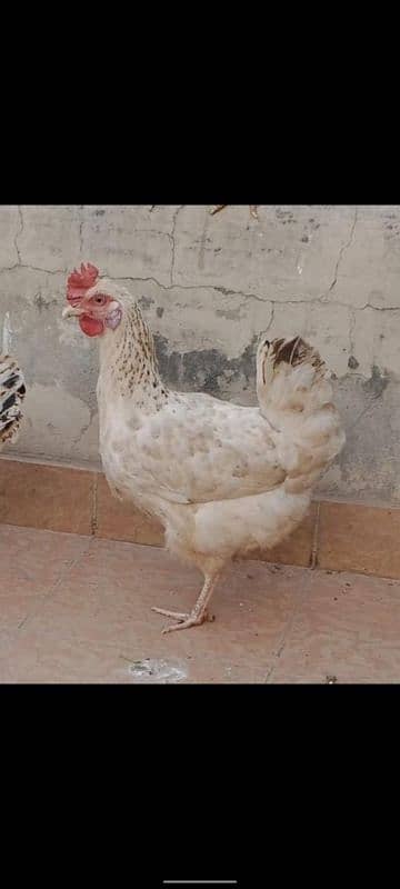 egg laying golden misri purely home raised beautiful 1.5 kg 0