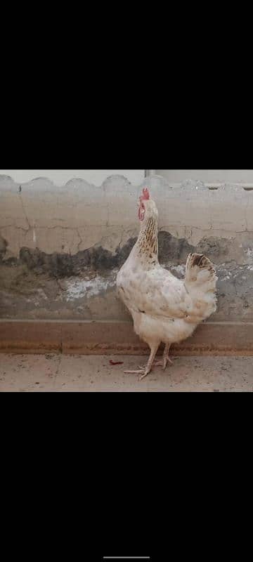 egg laying golden misri purely home raised beautiful 1.5 kg 1