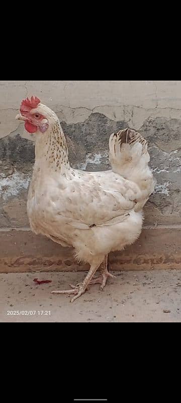 egg laying golden misri purely home raised beautiful 1.5 kg 2