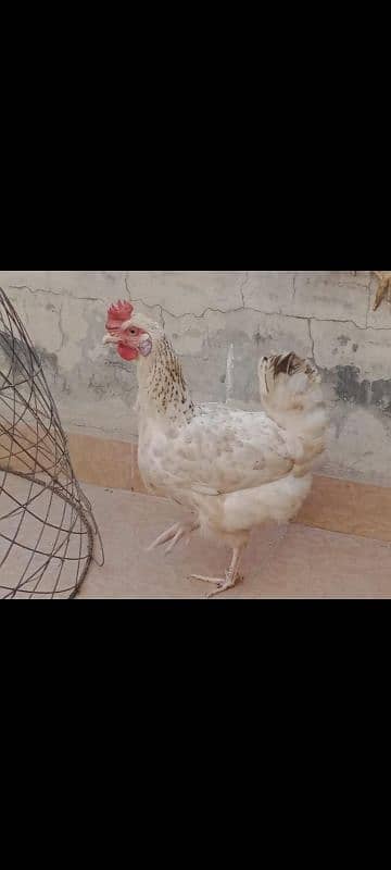 egg laying golden misri purely home raised beautiful 1.5 kg 3