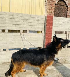 Long Coat German Shepard Male