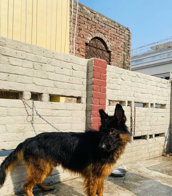 Long Coat German Shepard Male 1