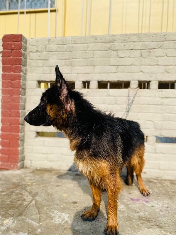 Long Coat German Shepard Male 2