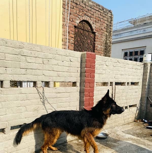 Long Coat German Shepard Male 3