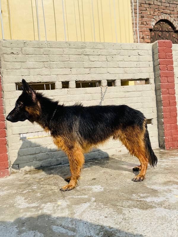 Long Coat German Shepard Male 4