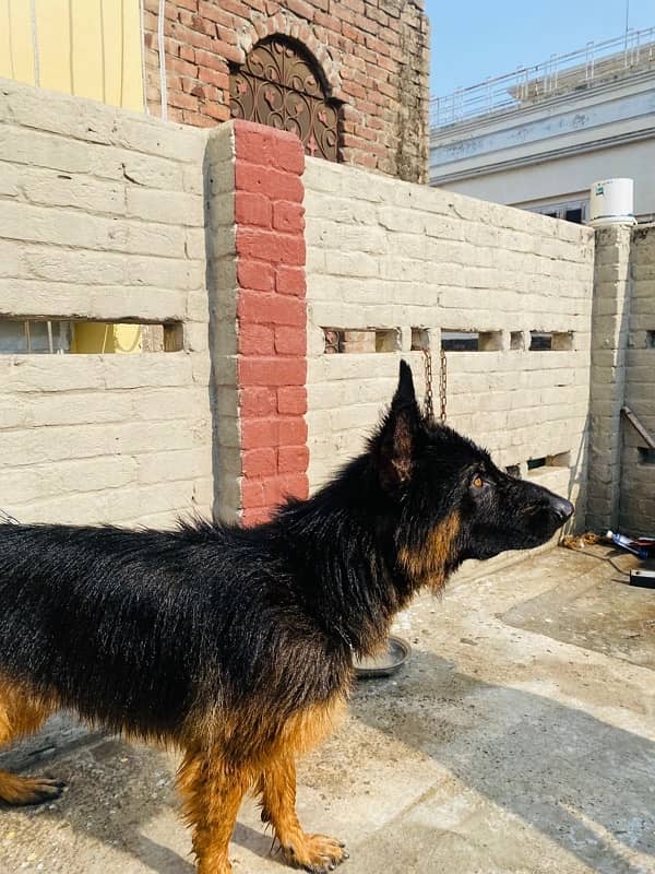 Long Coat German Shepard Male 5