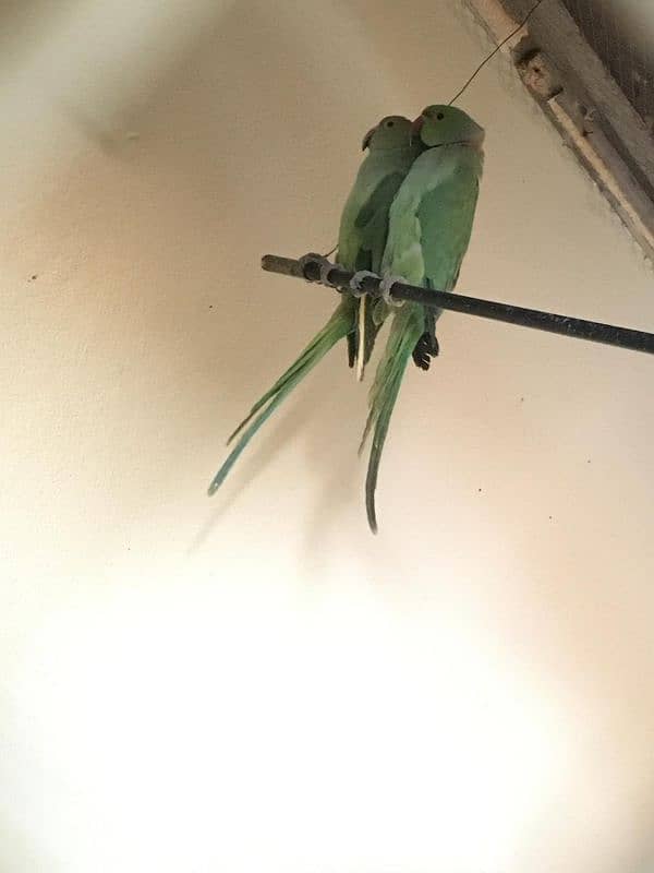 Parrot Pair For Sale 0