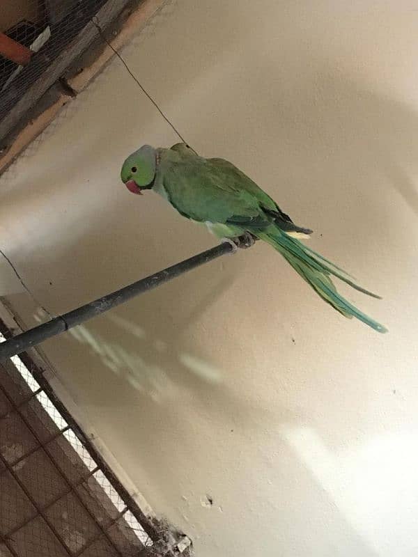 Parrot Pair For Sale 1