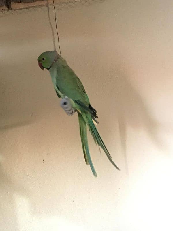 Parrot Pair For Sale 2