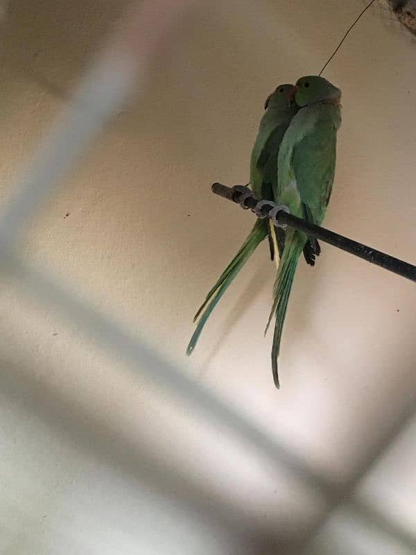 Parrot Pair For Sale 3