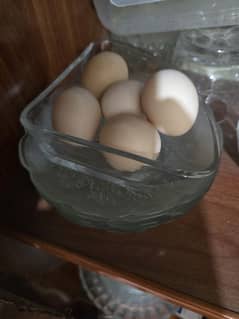 bantam eggs golden gass bilkul  fresh 1 egg price 350