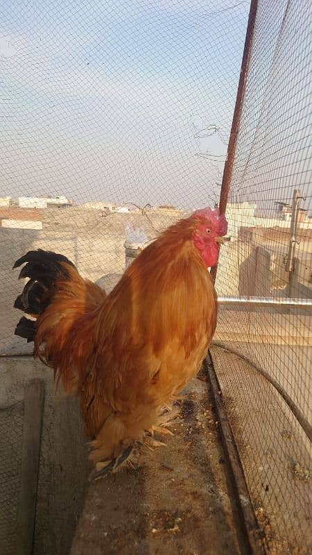 bantam eggs golden gass bilkul  fresh 1 egg price 350 2