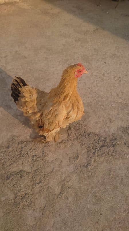 bantam eggs golden gass bilkul  fresh 1 egg price 350 3