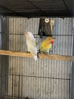 parblue pastelino x albino red eye breeder pairs